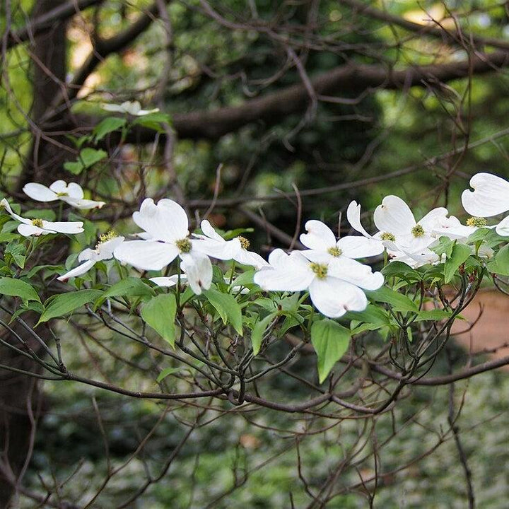 Cornus Florida 'Appalachian Mist' ~ Appalachian Mist Dogwood