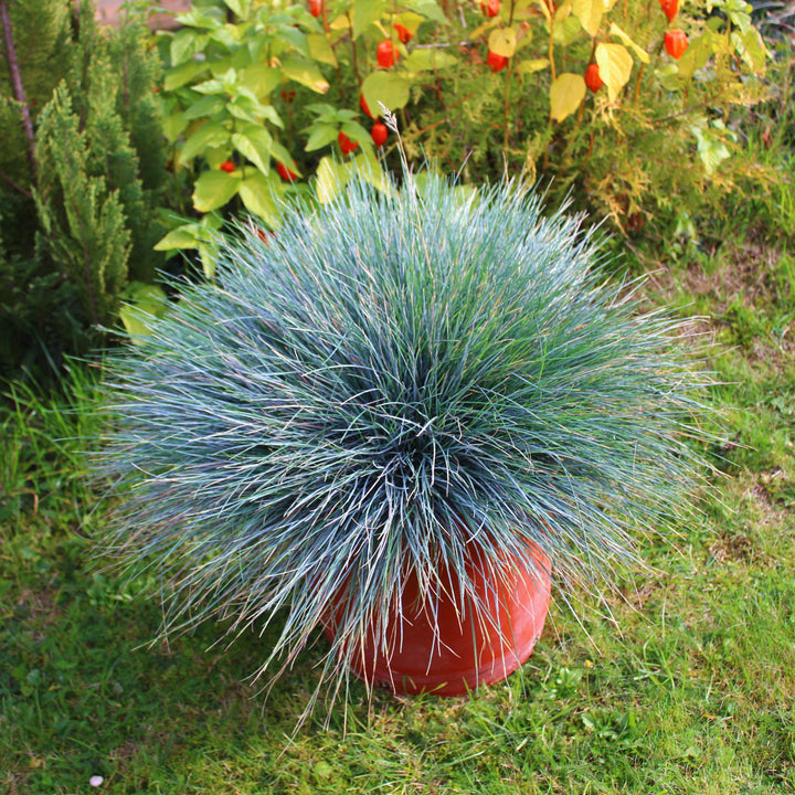 Festuca glauca 'Casca11' ~ Beyond Blue Fescue