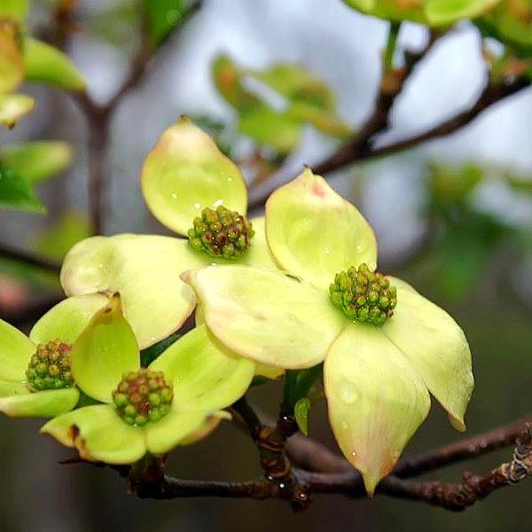 Cornus 'Rutdan' ~ Celestial® Dogwood