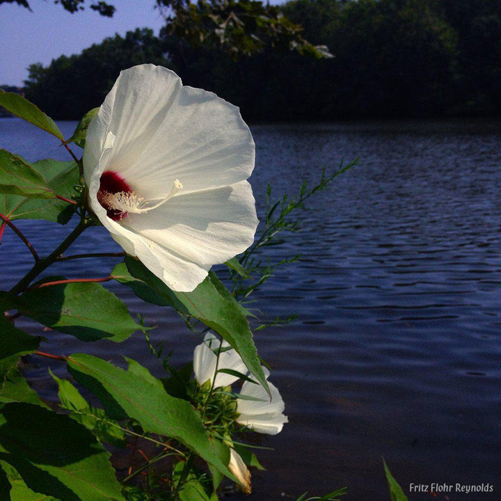 Hibiscus moscheutos 'Luna White' ~ Luna™ White Hibiscus