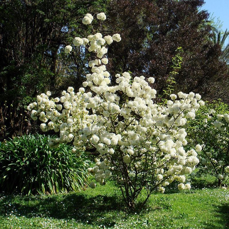 Viburnum macrocephalum 'Estéril' ~ Viburnum estéril, bola de nieve china