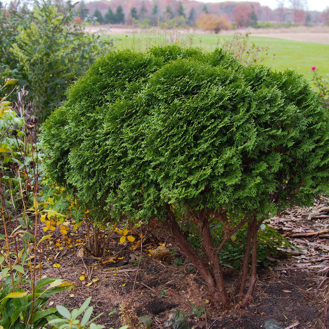 Thuja occidentalis 'Pequeño Gigante' ~ Arborvitae Pequeño Gigante