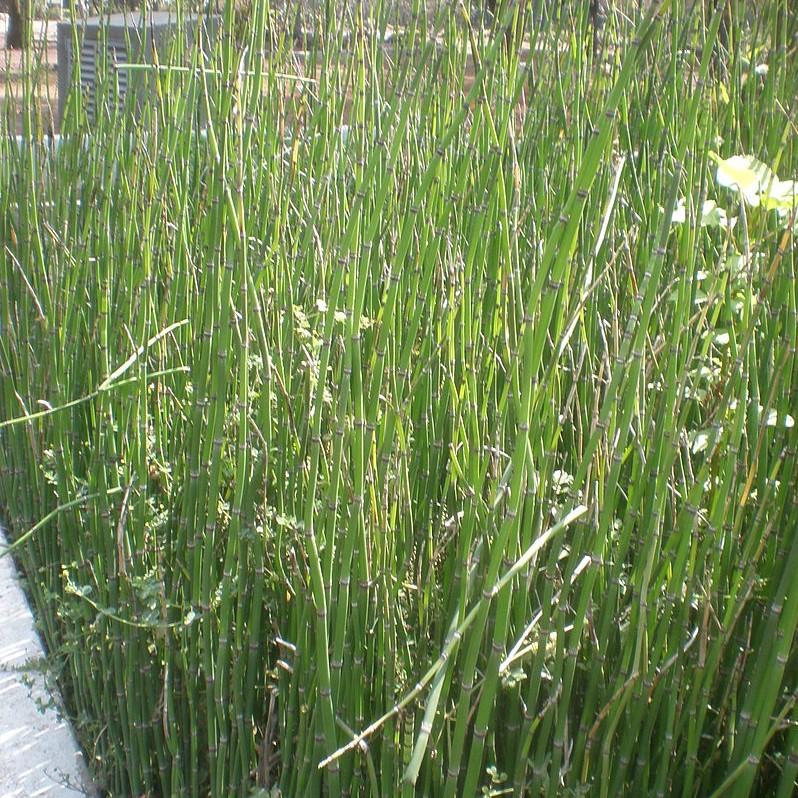 Equisetum hyemale ~ Cola de caballo áspera, junco fregador