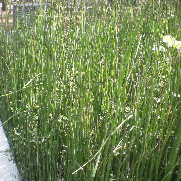 Equisetum hyemale ~ Rough Horsetail, Scouring Rush