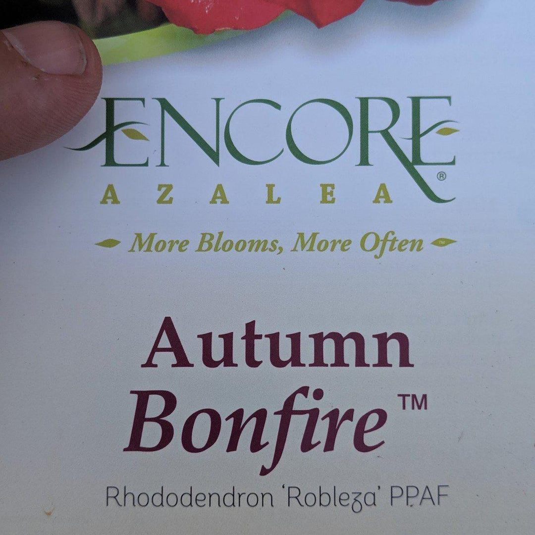 Rhododendron ‘Robleza’ ~ Encore® Autumn Bonfire™ Azalea