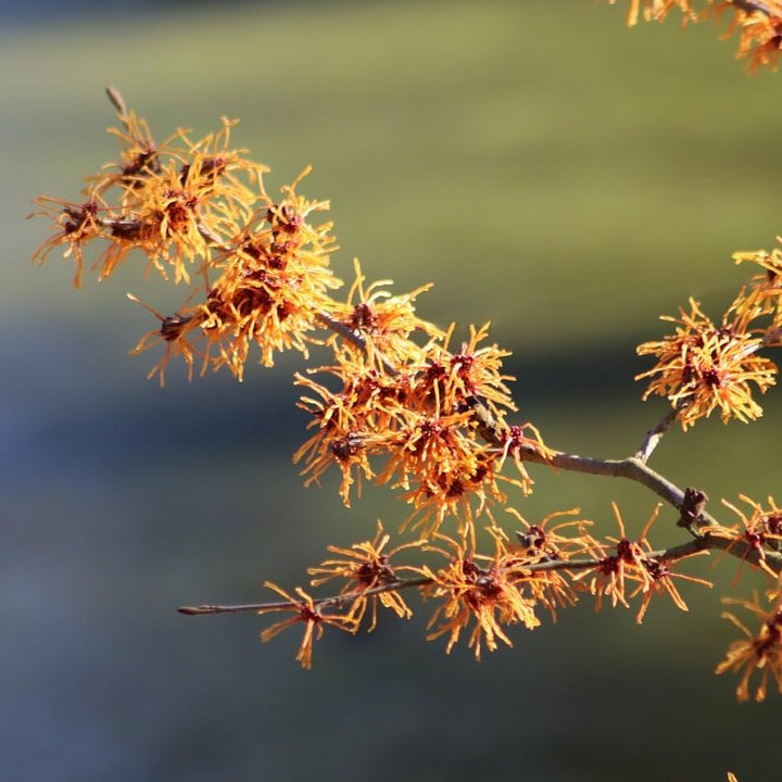 Hamamelis x intermedia 'Jelena' ~ Jelena Witch Hazel