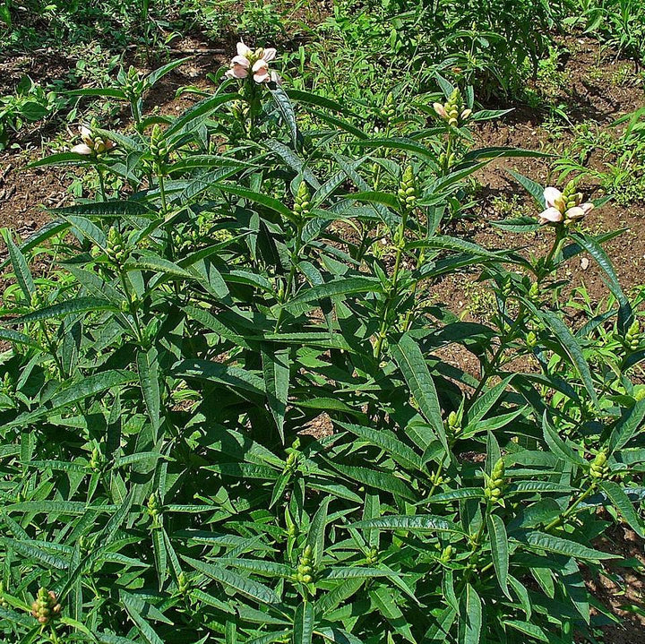 Chelone glabra ~ White Turtlehead