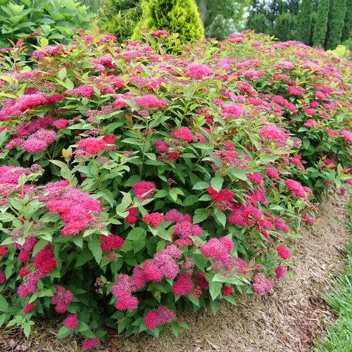 Spiraea x 'NCSX2' ~ Double Play® Doozie Spirea