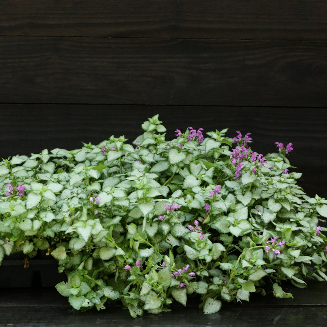 Lamium maculatum 'Beacon Silver' ~ Beacon Silver Deadnettle