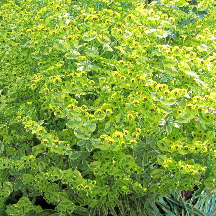 Euphorbia x martinii 'Ascot Rainbow' ~ Ascot Rainbow Spurge