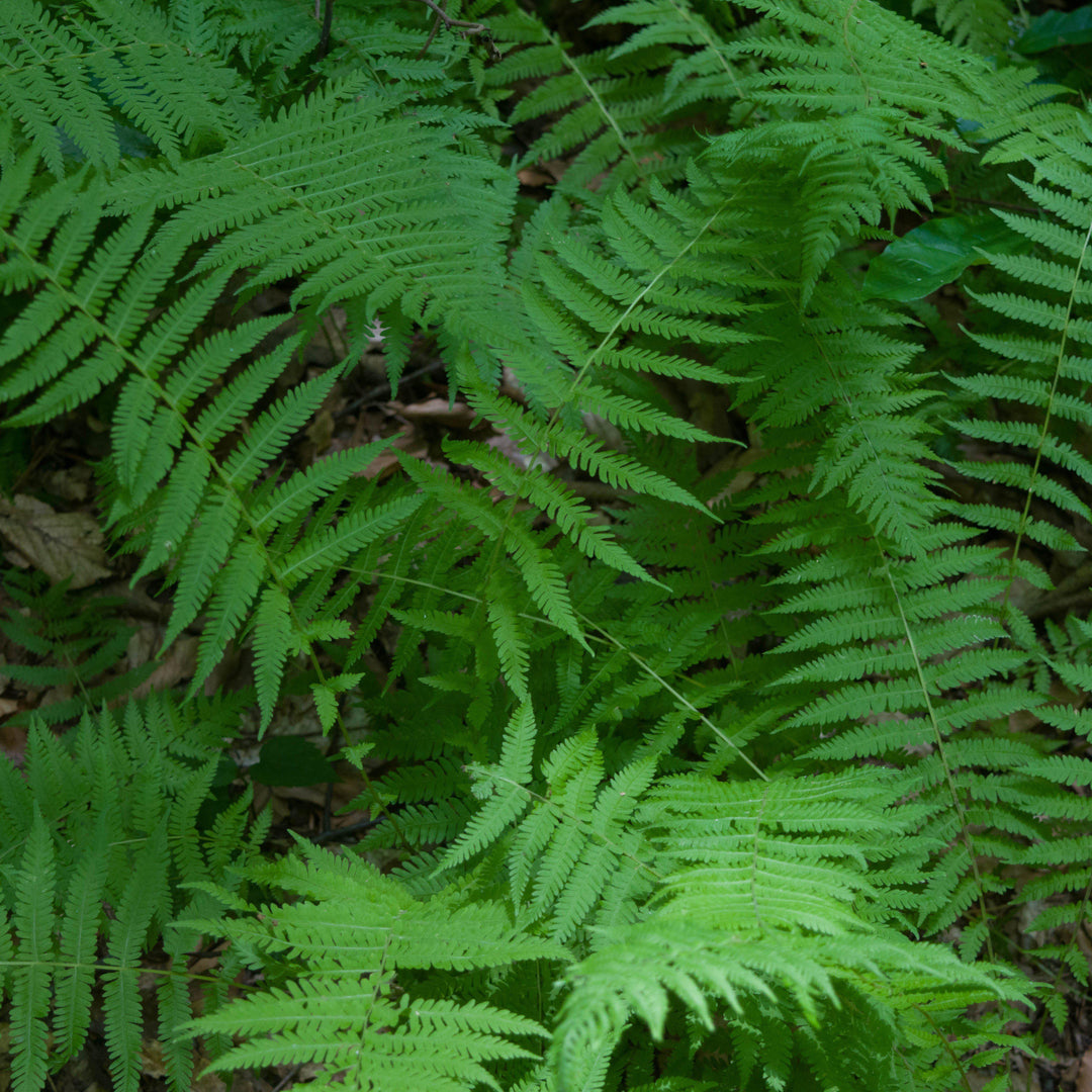 Thelypteris noveboracensis ~ New York Fern