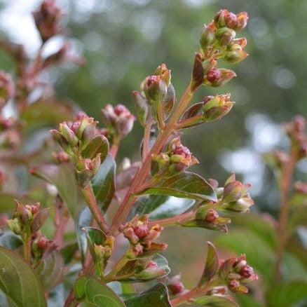 Lagerstroemia indica 'GAMAD VI' PP22,161 ~ Berry Dazzle® Dwarf Crape Myrtle