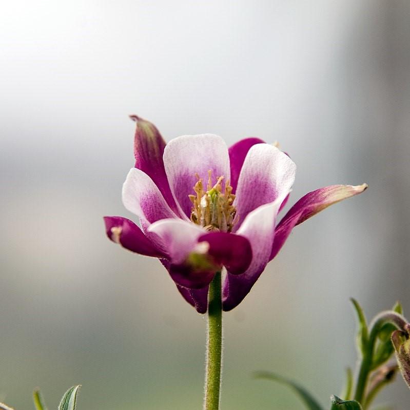 Aquilegia 'Biedermeier' ~ Beidermeier Columbine