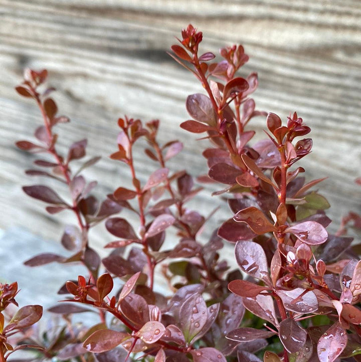 Berberis thunbergii 'Pygmy carmesí' ~ Agracejo pigmeo carmesí