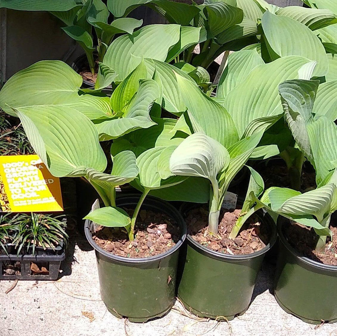 Hosta 'Blue Angel' ~ Blue Angel Hosta