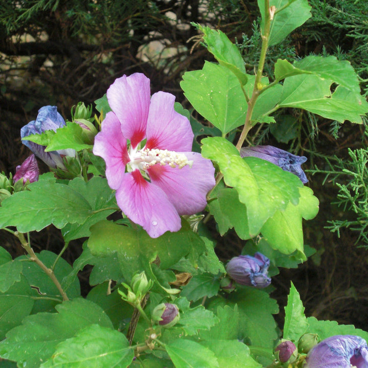 Hibiscus syriacus 'Minerva' ~ Minerva Rosa de Sarón