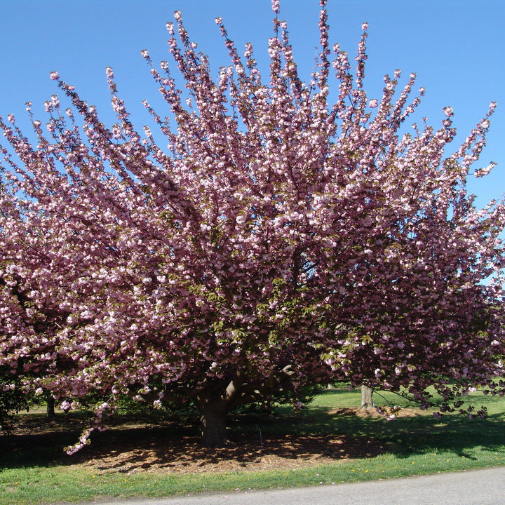 Prunus serrulata 'Kwanzan' ~ Cereza en flor de Kwanzan