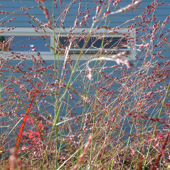 Panicum virgatum 'Red Flame' ~ Red Flame Switch Grass