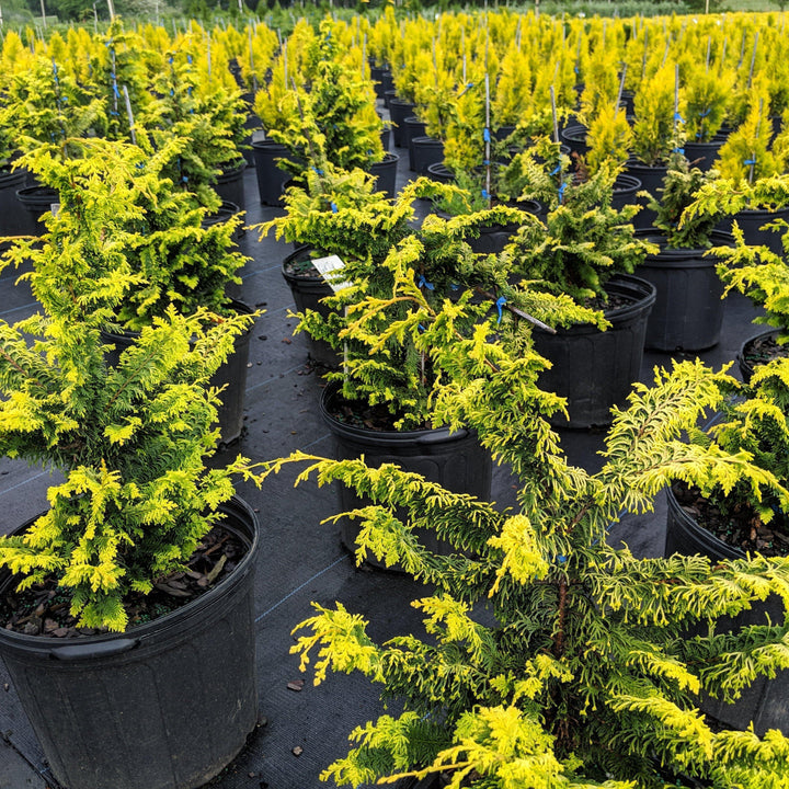 Chamaecyparis obtusa 'Filicoides Aurea' ~ Golden Fernsprey False Cypress