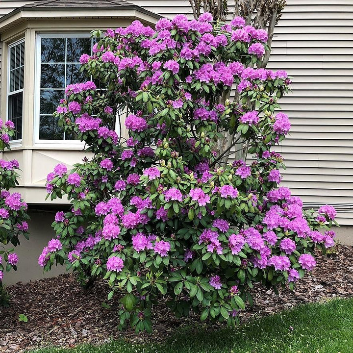 Rododendro 'English Roseum' ~ Rododendro inglés Roseum