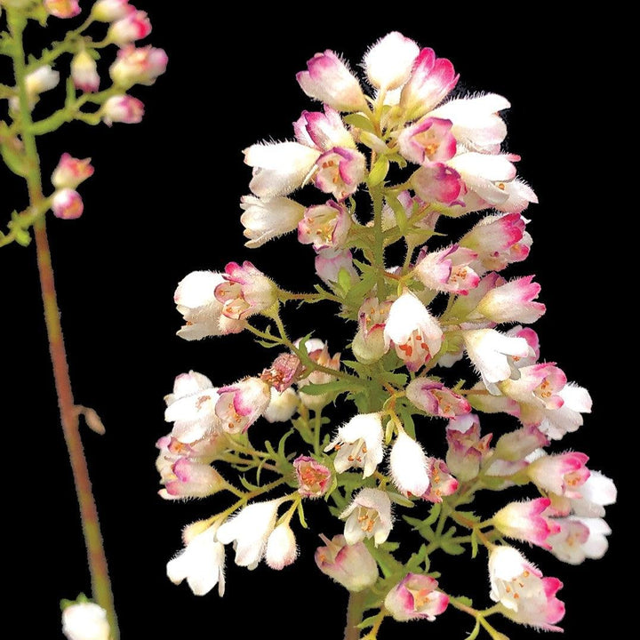 Heuchera 'TNHEULS' ~ Lemon Supreme Coral Bells