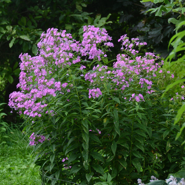 Phlox paniculata ‘Jeana’ ~ Jeana Garden Phlox