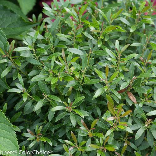 Ilex glabra 'SMNIGAB17' ~ Gem Box® Inkberry Holly