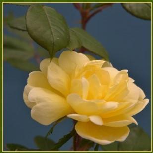 Rosa 'Radsunny' PP 18,562 ~ Rosa Sunny Knock Out®