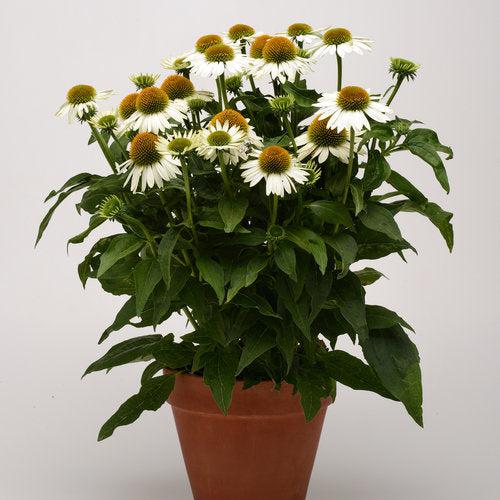 Echinacea 'Balsomblanc' ~ Sombrero® Blanco Coneflower