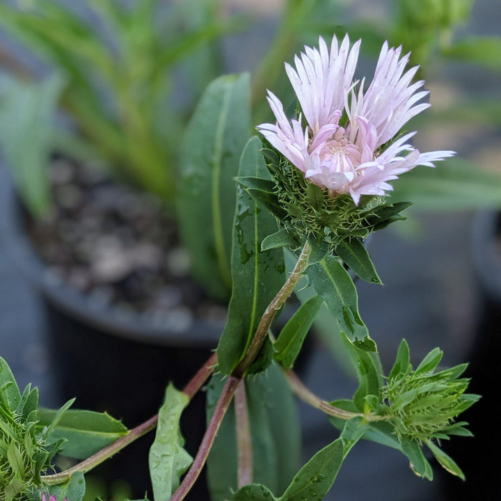 Stokesia laevis 'Colorwheel' ~ Colorwheel Stoke's Aster