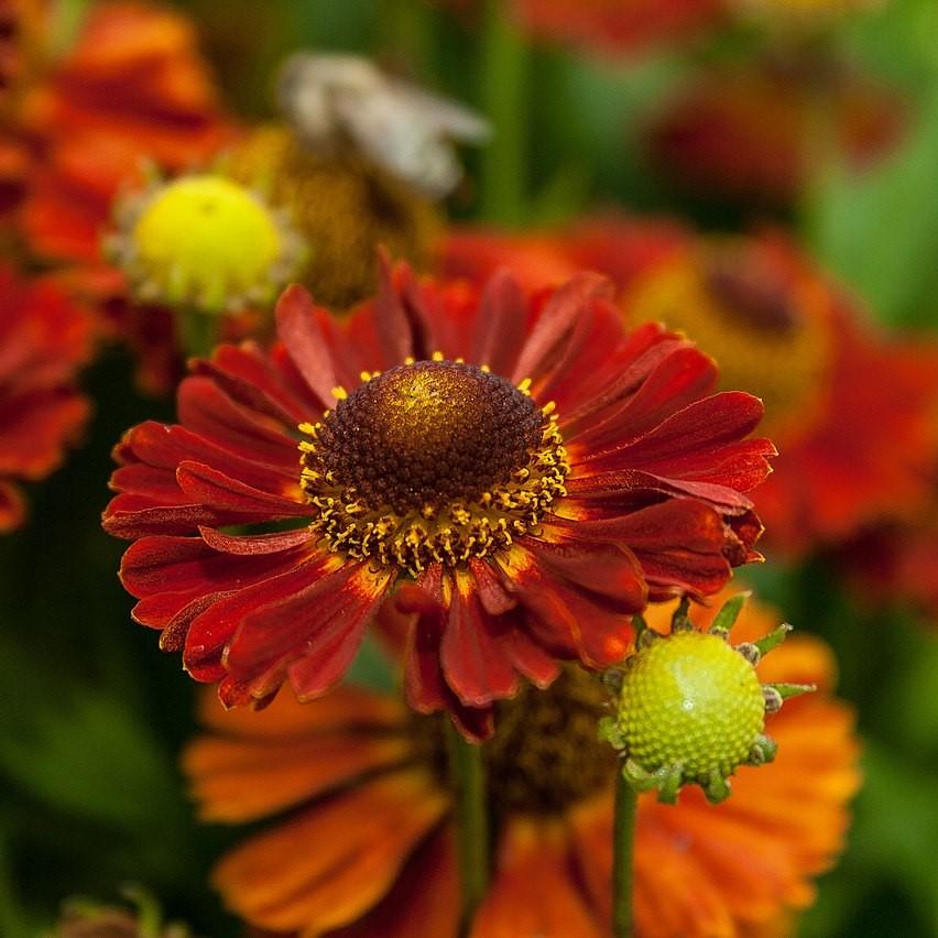 Helenium autumnale 'Salsa' ~ Mariachi™ Salsa Sneezeweed