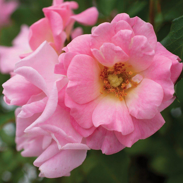 Rosa 'Meifranjin' PP 33,507 ~ Rosa ruborizada Drift®