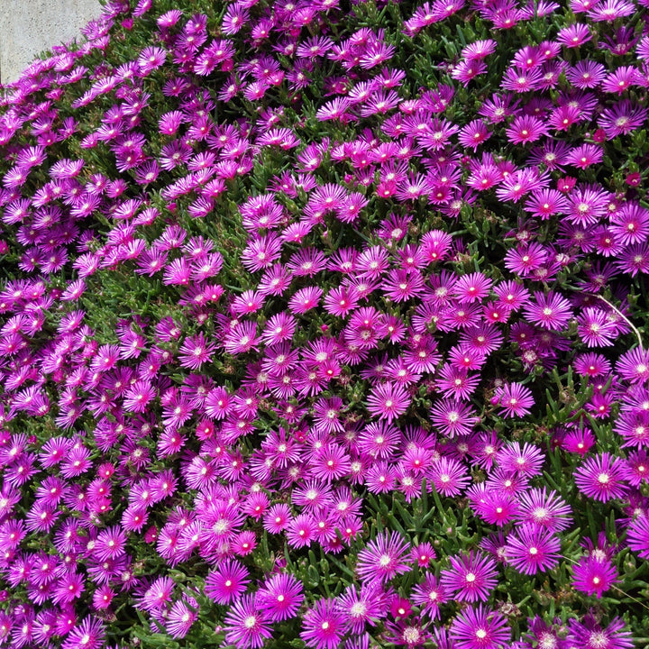 Delosperma cooperi ~ Hardy Ice Plant