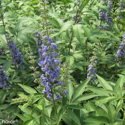 Vitex agnus-castus 'SMVACBD' ~ Árbol casto azul Diddley®