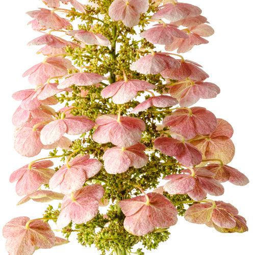 Hydrangea quercifolia 'JoAnn' USPP 27,879 ~ Gatsby Pink® Oakleaf Hydrangea