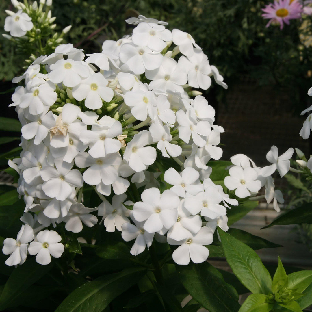 Phlox paniculata 'David' ~ David Garden Phlox