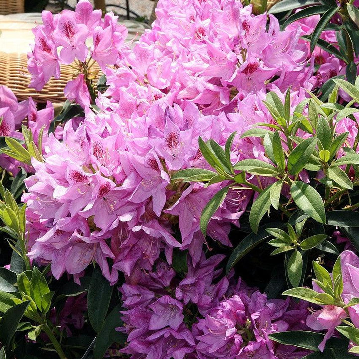 Rhododendron 'Anah Kruschke' ~ Anah Kruschke Azalea