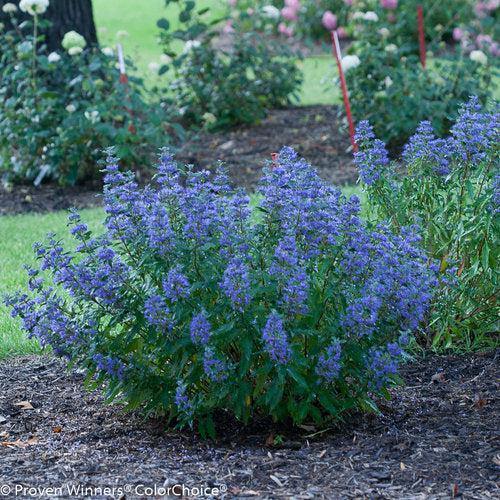 Caryopteris x clandonensis 'CT-9-12' ~ Más allá de la medianoche® Barba Azul