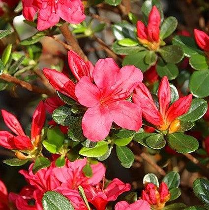 Rhododendron x 'Hino Crimson' ~ Hino Crimson Azalea