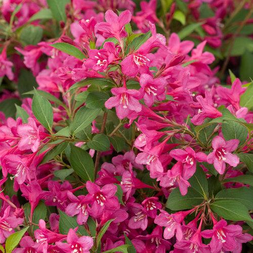 Weigela florida 'Bokrasopin' ~ Sonic Bloom® Pink Weigela