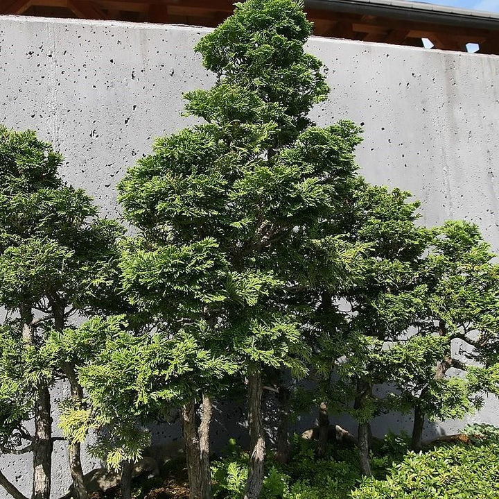 Chamaecyparis obtusa 'Nana Gracilis' ~ Nana Gracilis Hinoki Cypress