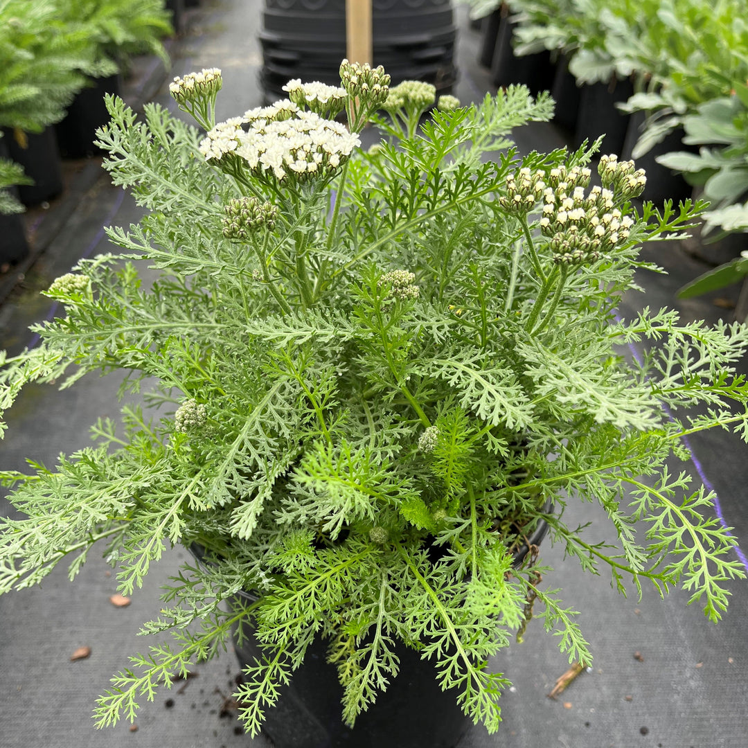 Achillea millefolium 'Balvinwite' PP25711 ~ New Vintage™ White Yarrow