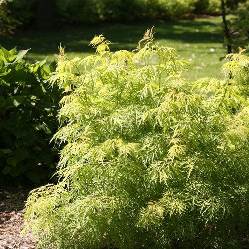 Sambucus racemosa 'SMNSRD4' ~ Lemony Lace® Saúco