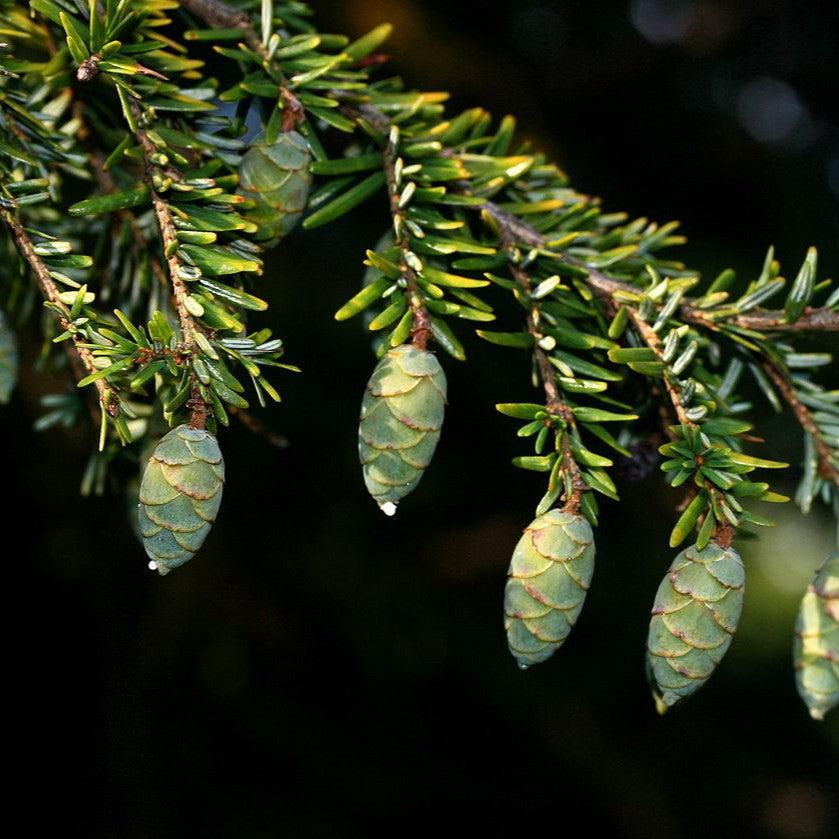 Tsuga canadensis ~ Cicuta canadiense