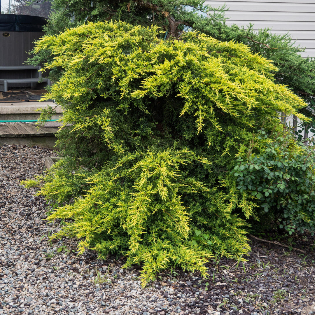 Juniperus x media 'Daub's Frosted' ~ Enebro Pfitzer helado de Daub