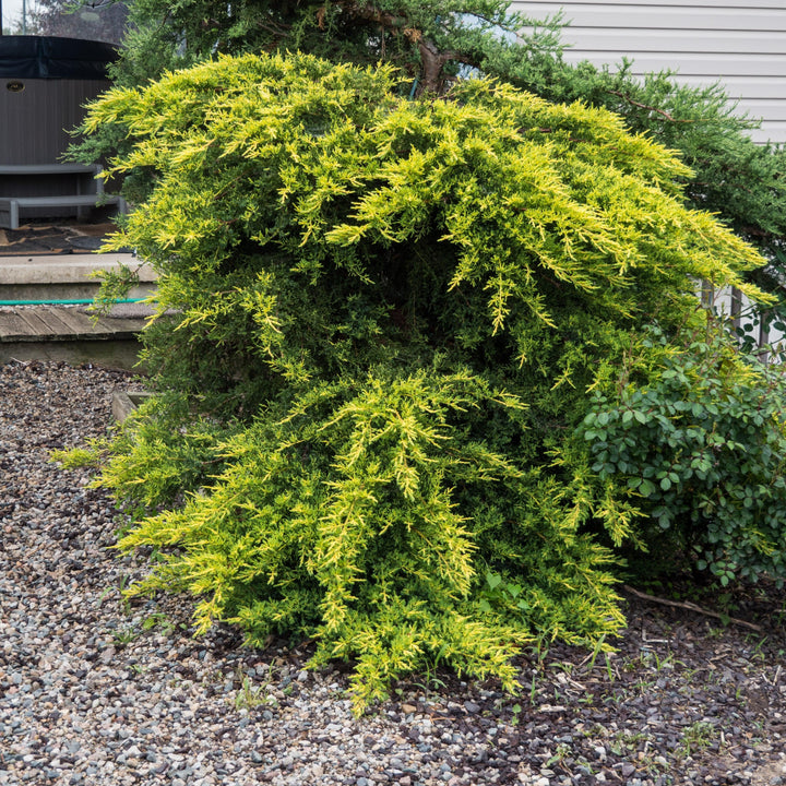 Juniperus x media 'Daub's Frosted' ~ Daub's Frosted Pfitzer Juniper