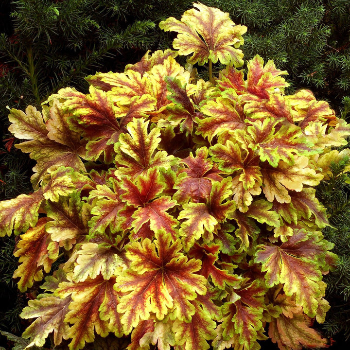 Heucherella 'Gold Zebra' ~ Gold Zebra Foamy Bells