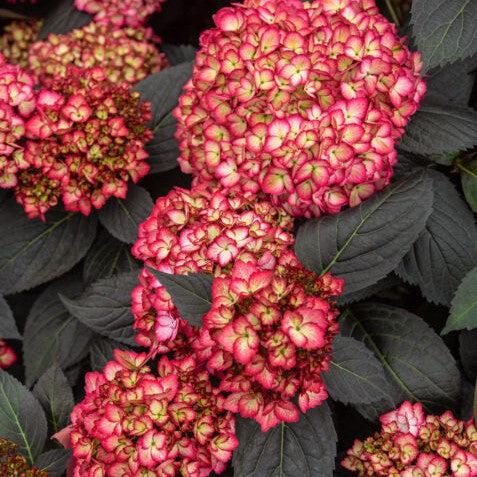 Hydrangea macrophylla 'Bailmacseven' ~ Eclipse® Hydrangea