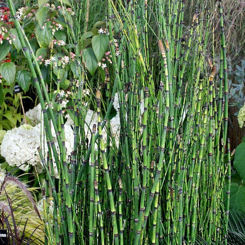 Equisetum hyemale ~ Rough Horsetail, Scouring Rush