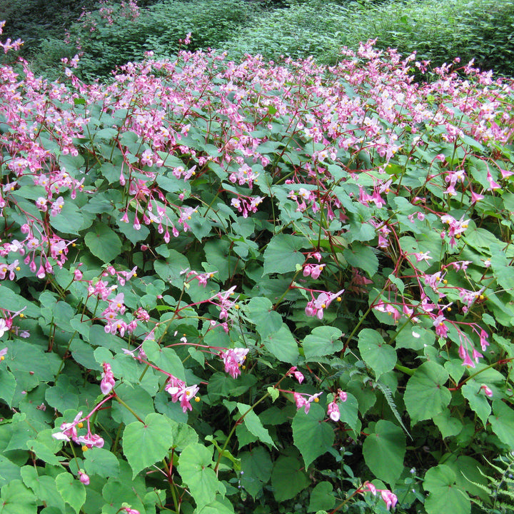 Begonia grandis ~ Hardy Begonia